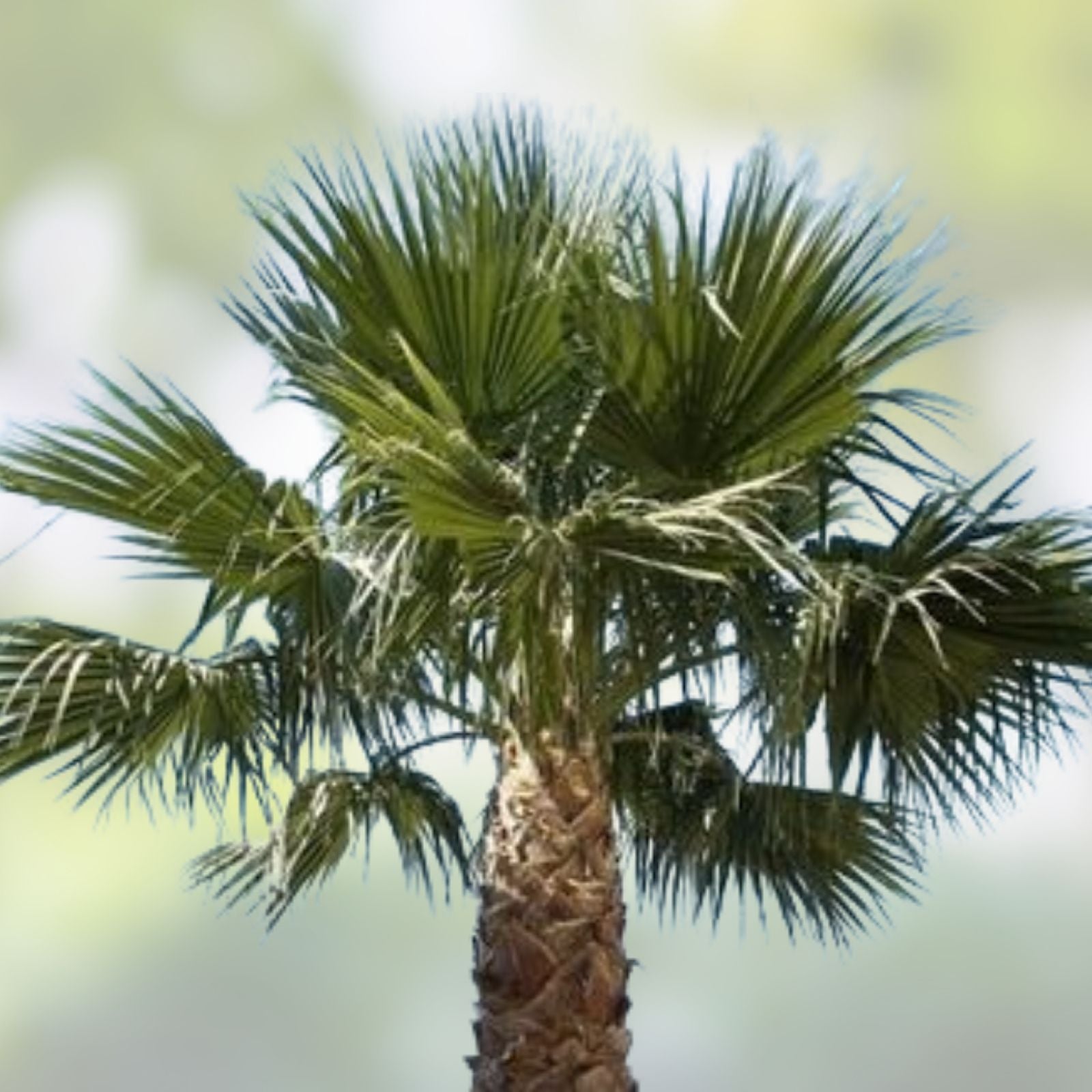 Washington Robusta Mexican Fan Palm Tree Seeds - 3 Year Old Saplings, Trachycarpus fortunei, Tropical Garden Plant