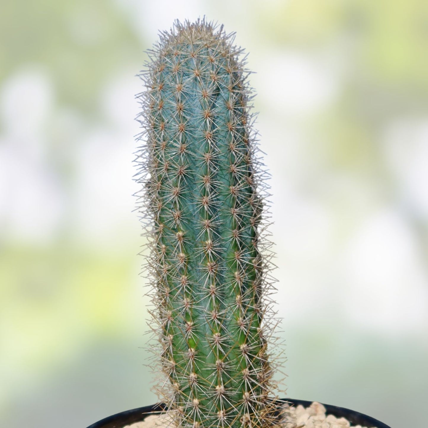 Pilosocereus Cactus Cutting 12-inch Chunky Succulent Plant for Indoor and Outdoor Decor - Unique Desert Plant