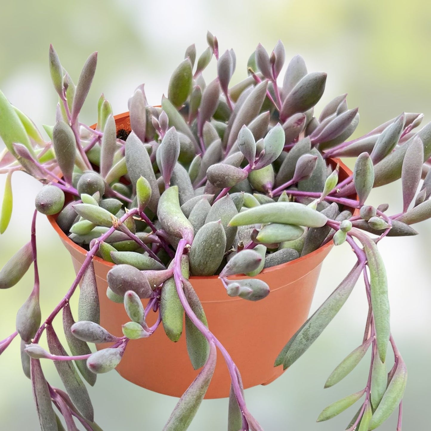 Othonna Capensis Ruby Necklace Succulent Cuttings - 4 Pieces, 3-4" Hanging Indoor Plant, Easy Care Succulent, Crassulaceae