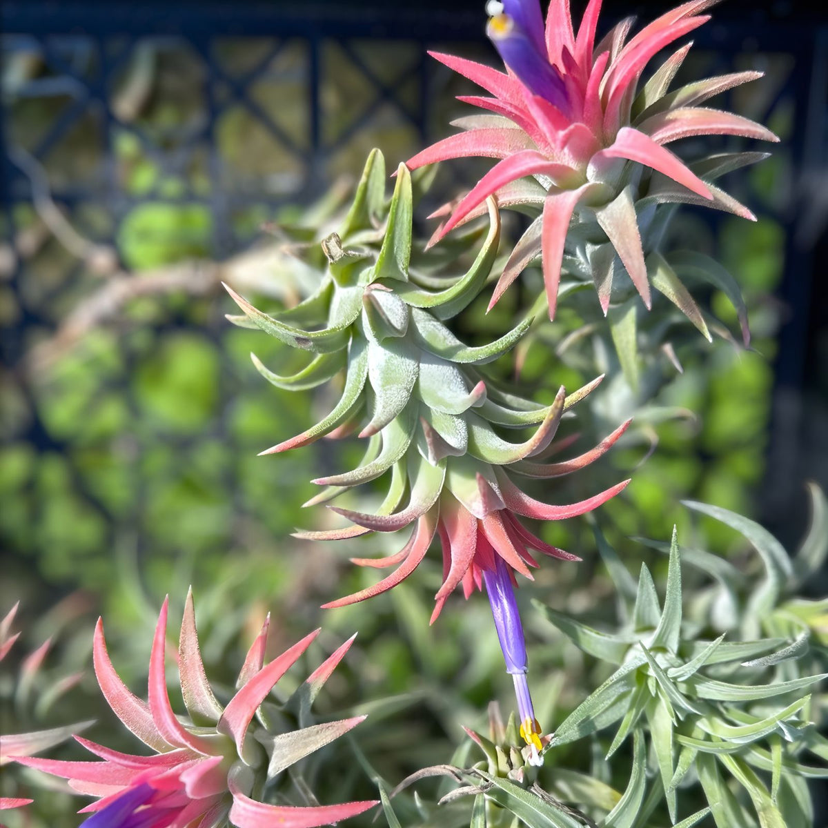 Tillandsia Ionantha v. vanhyningii Air Plant - Rare Peach Blooming Variety - Easy Care Tillandsia from Chiapas, Mexico