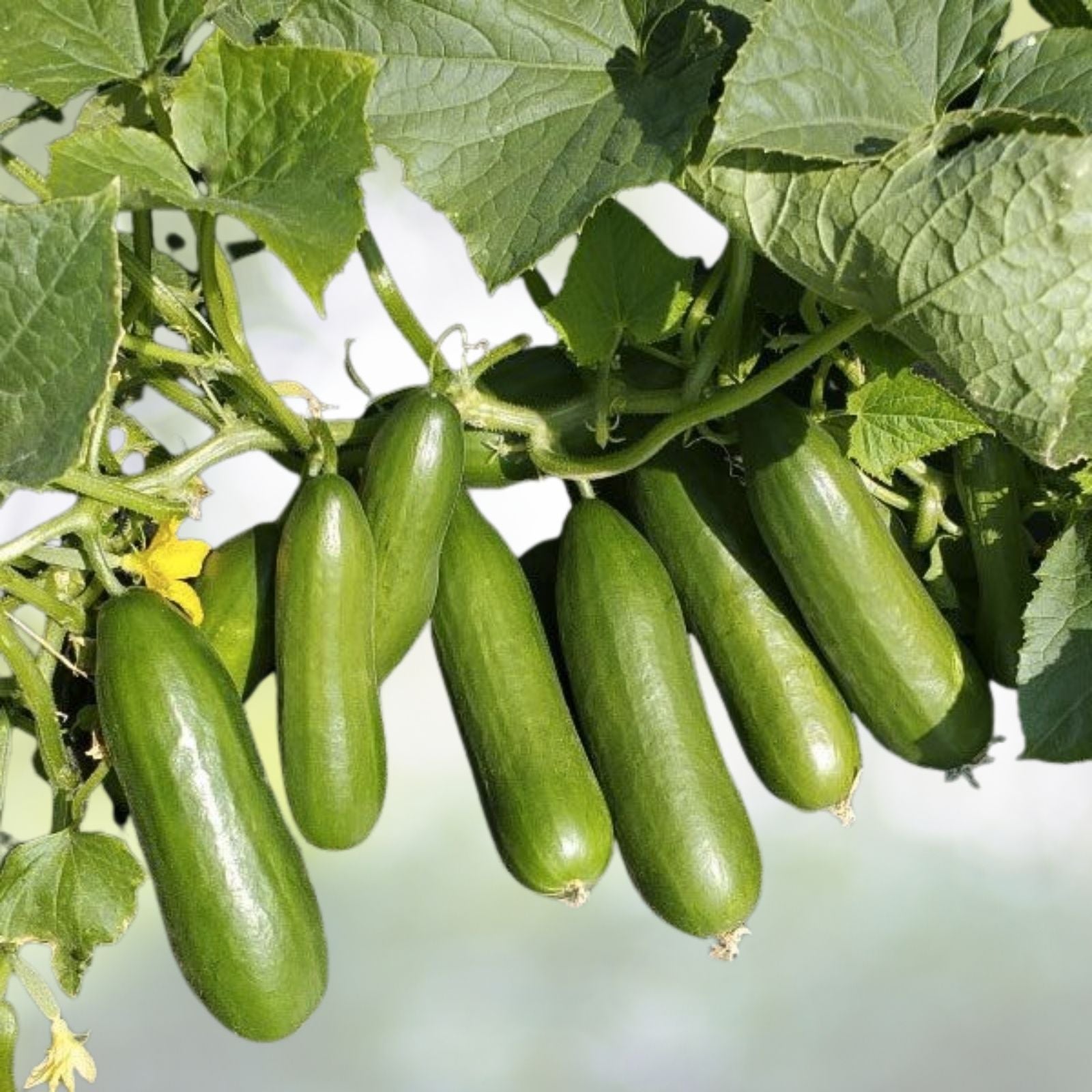 Ashley Cucumber Seeds | Heirloom NON-GMO | Organic Cucumis sativus | Vegetable Garden Seeds