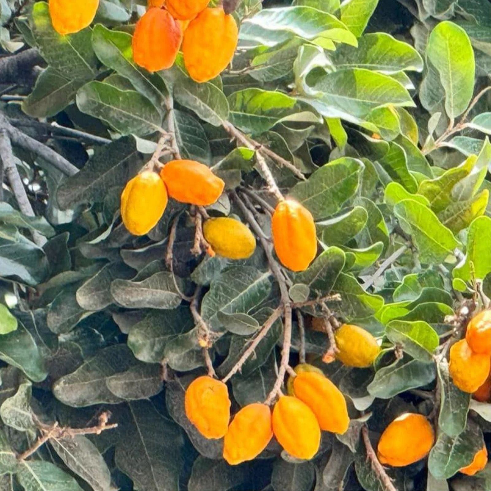 Olosapo Cutting 6in Unrooted Couperia Polyandra Plant from Mother Tree - Live Plant, Garden, Indoor, Outdoor