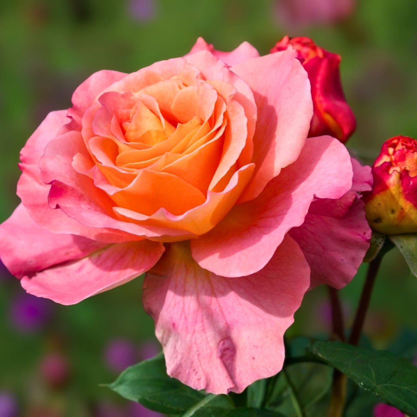 Bright Pink Fragrant Rose Cuttings - 6 Inch Logs - Rosa spp. - No Roots, Ideal for Gardening and Propagation