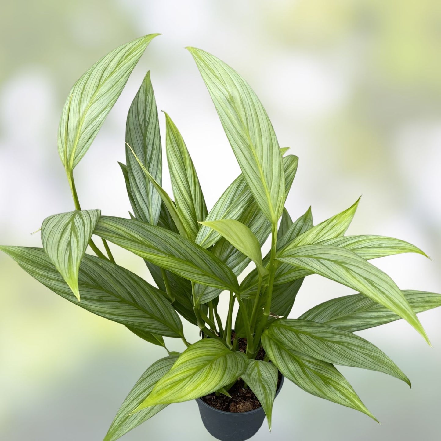 Epipremnum Amplissimum Cutting - Rare Houseplant, Tropical Greenery, Easy Care Indoor Plant, Pothos Variegated, Green Foliage