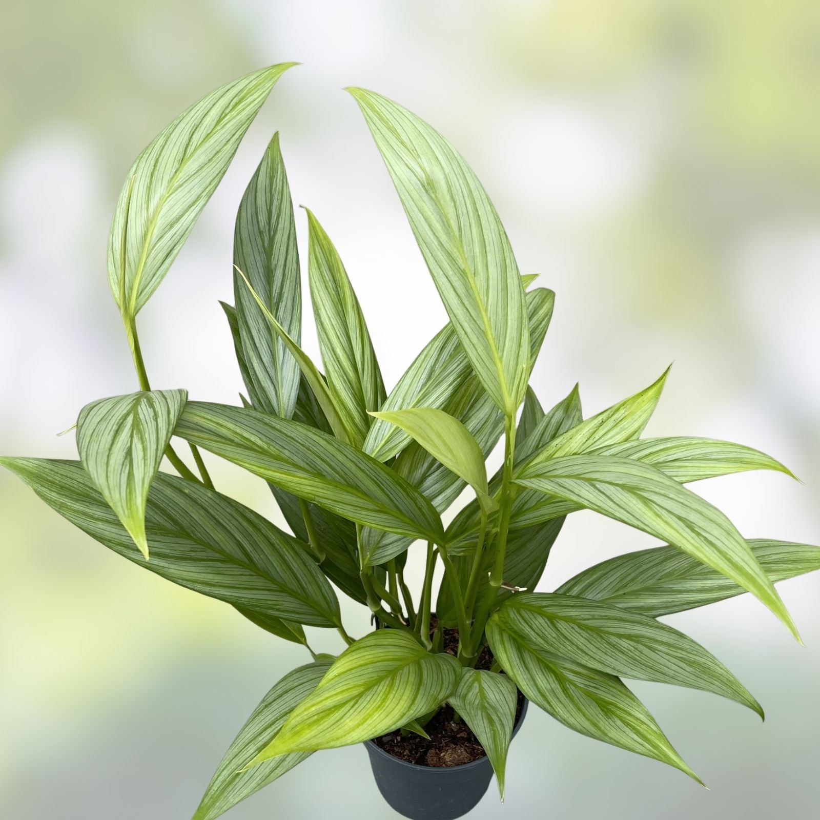 Epipremnum Amplissimum Cutting - Rare Houseplant, Tropical Greenery, Easy Care Indoor Plant, Pothos Variegated, Green Foliage