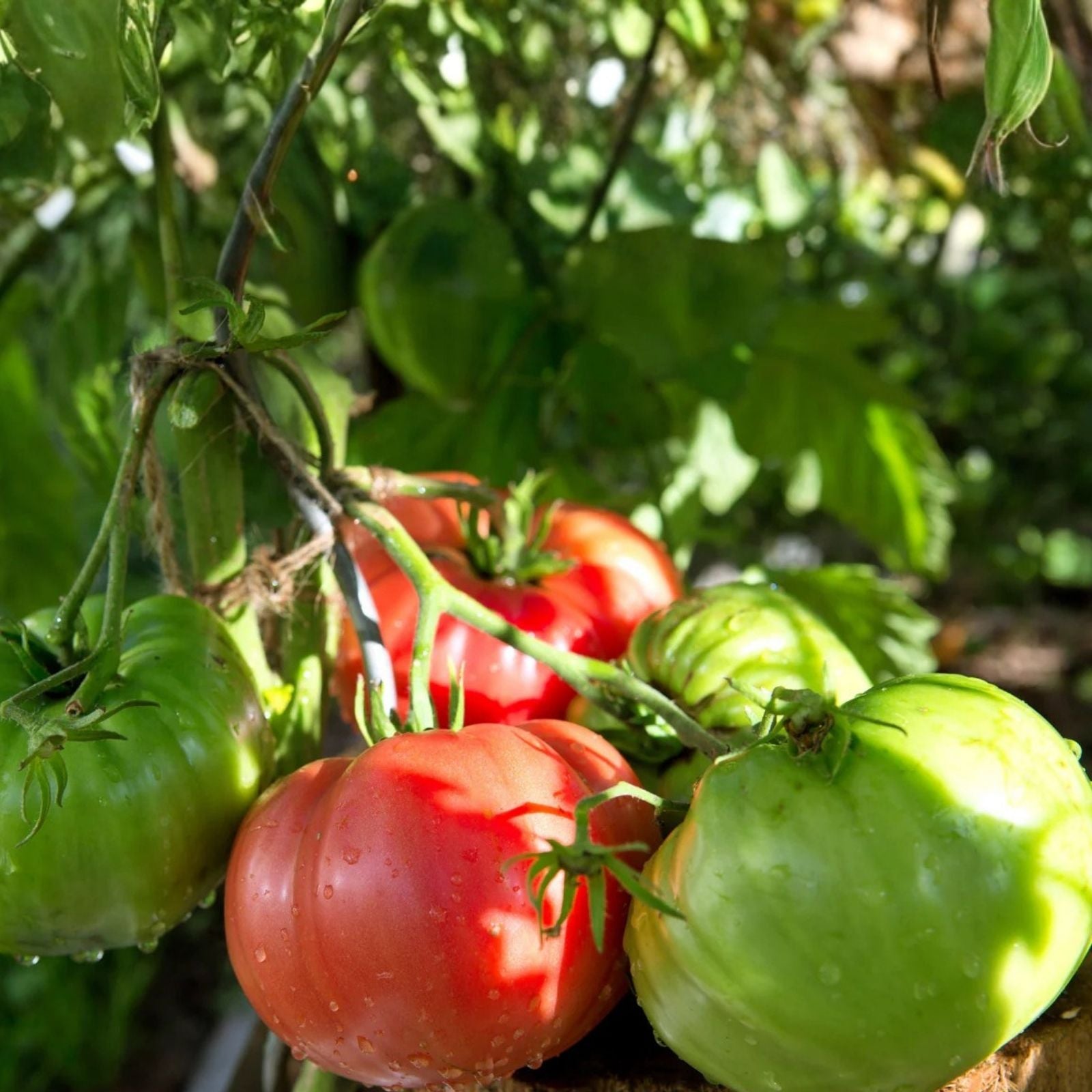 Beefsteak Tomato Seeds 500 Pack Heirloom Non-GMO Vegetable Solanum lycopersicum