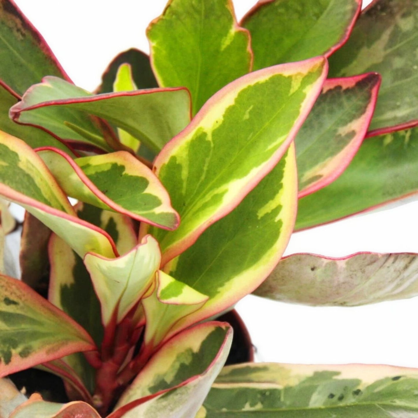 Succulent Peperomia Clusiifolia Tricolor 3-5" Live Houseplant Red Variegated Jelly Peperomia (Peperomia clusiifolia)