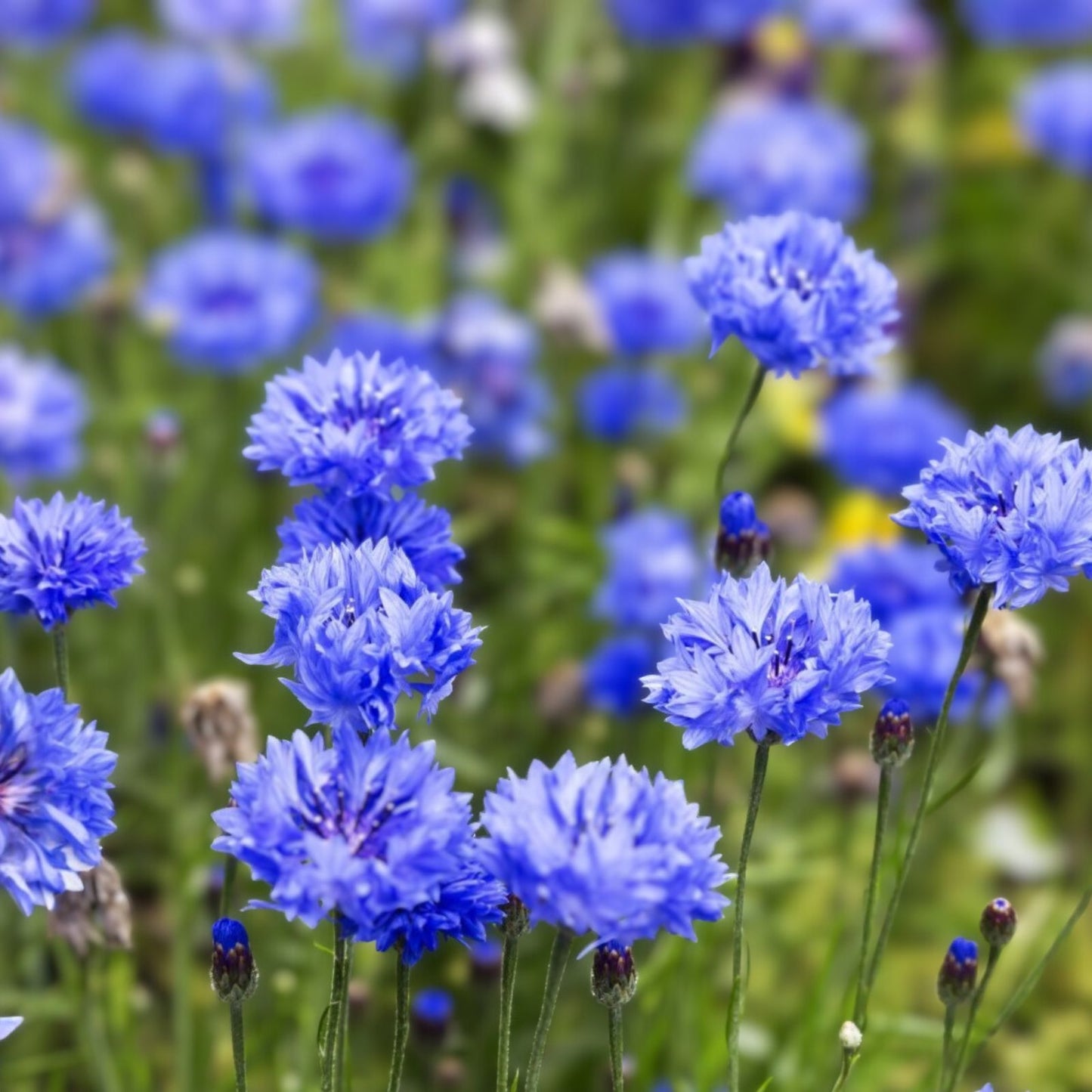Dwarf Blue Bachelor Button Seeds - 100+ Centaurea cyanus Flower Seeds for Borders and Garden Planting