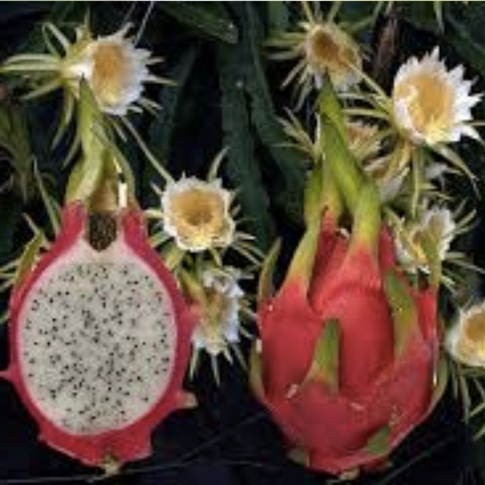Unrooted 8-10" Night Queen Dragon Fruit Cutting Hylocereus undatus Baby Plant