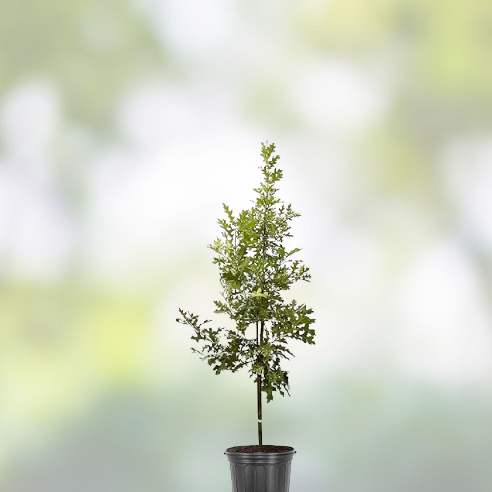 Live Tree Seedling 1 Gallon - Various Species for Planting - No Ship to California