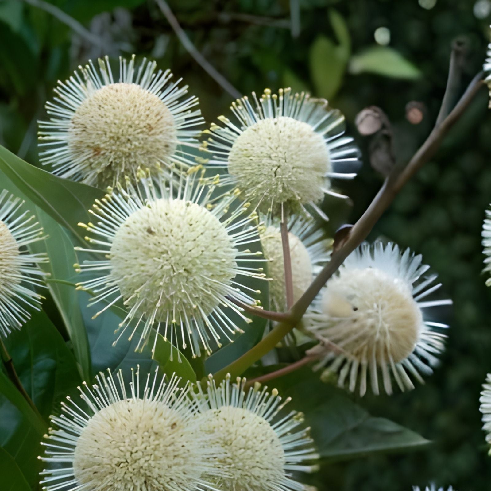 Buttonbush Cuttings 18" | Fresh Wetland Plant | Cephalanthus occidentalis Native Shrub for Wetlands
