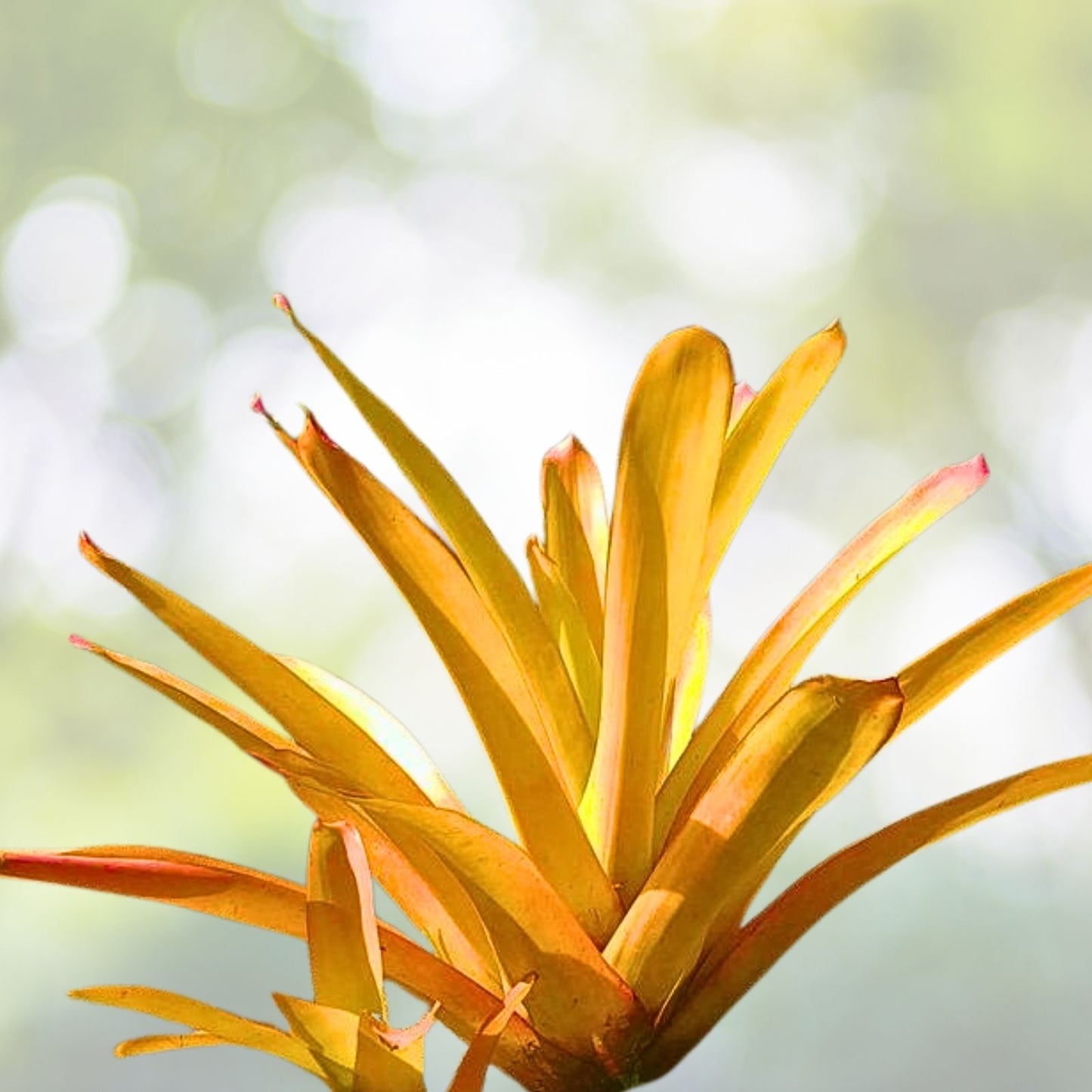 Clerodendrum paniculatum Cuttings 6-Pack Orange Pagoda Plant - 8-10" Tall, Tropical Flowering Shrub