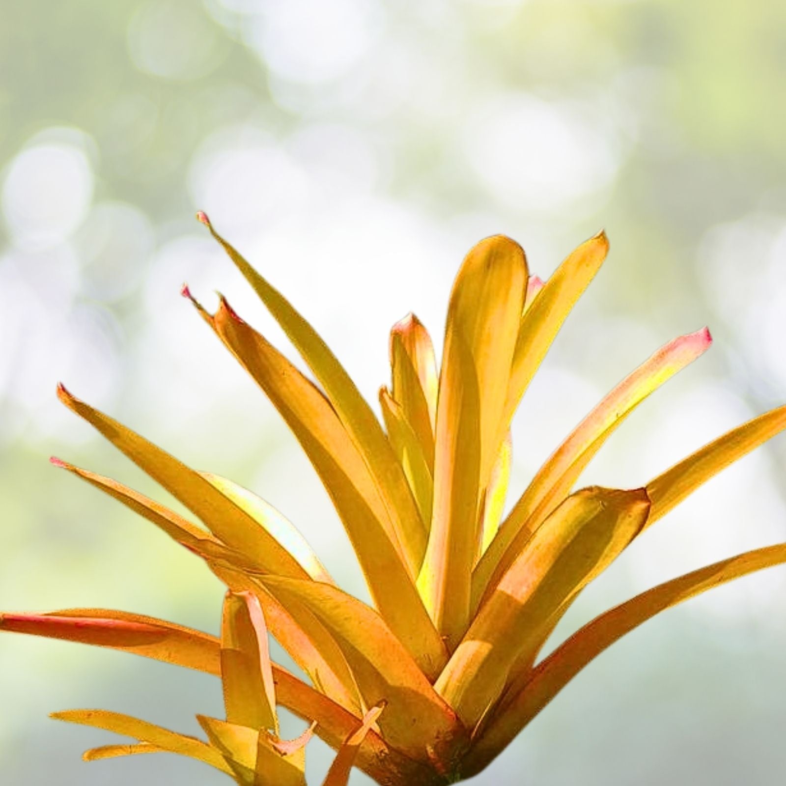 Clerodendrum paniculatum Cuttings 6-Pack Orange Pagoda Plant - 8-10" Tall, Tropical Flowering Shrub