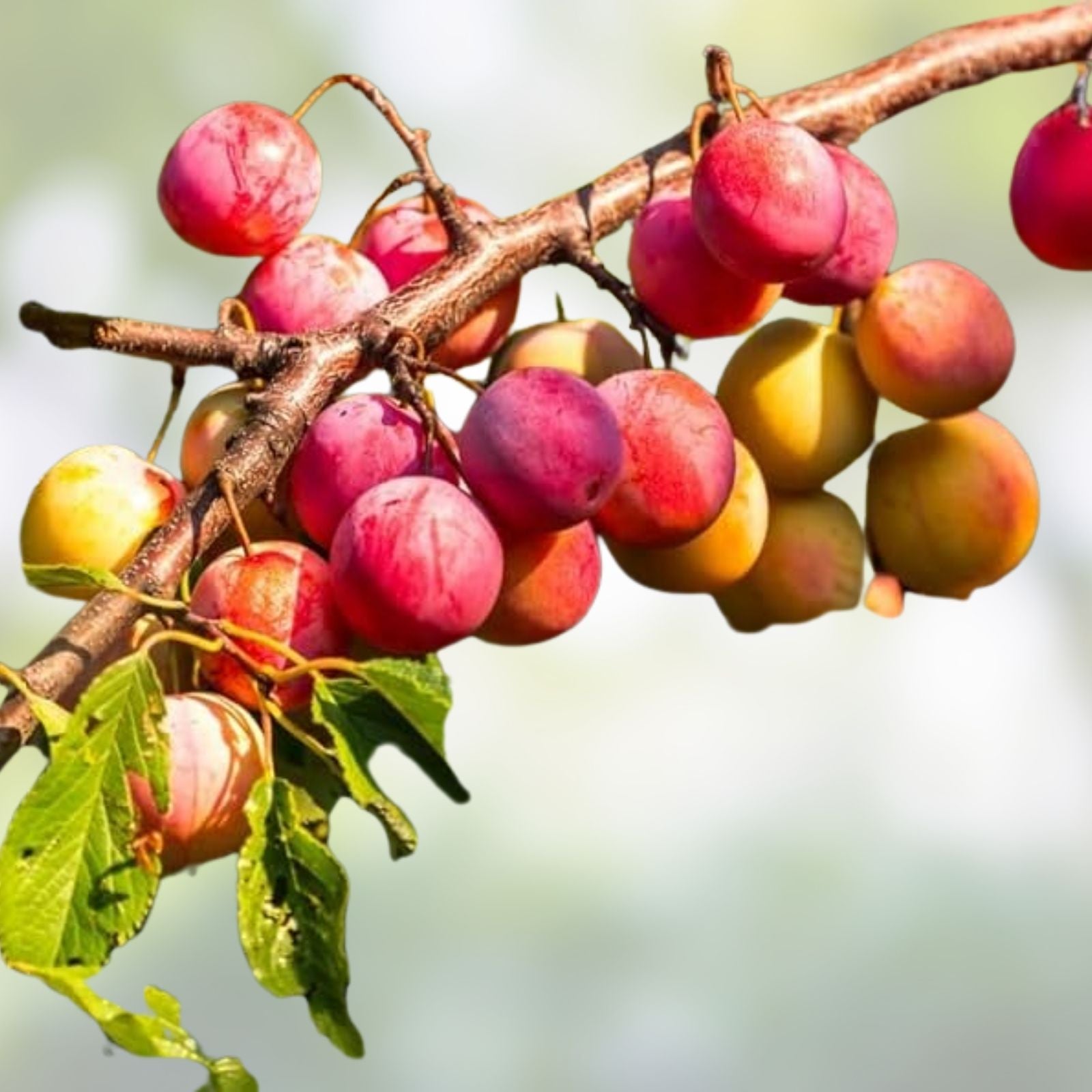 Wild Plum Cuttings Set of 12, Unrooted Prunus domestica, Missouri Grown, Hardy Zones 3-8, Fruit Tree Propagation
