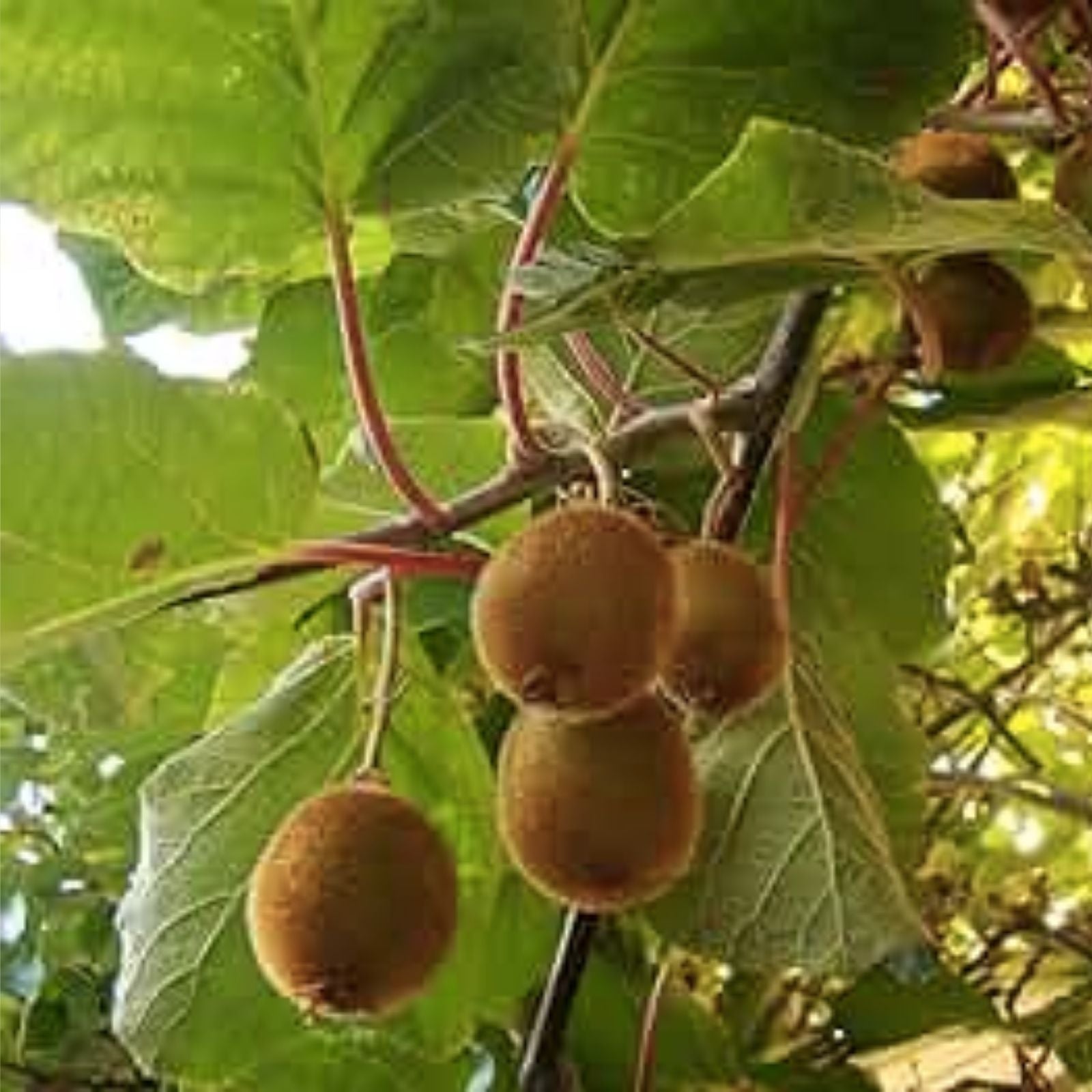 Golden Kiwi Seeds – 50+ Fast Growing Edible Fruit Vine, Actinidia chinensis for Home Gardening and Orchard Planting