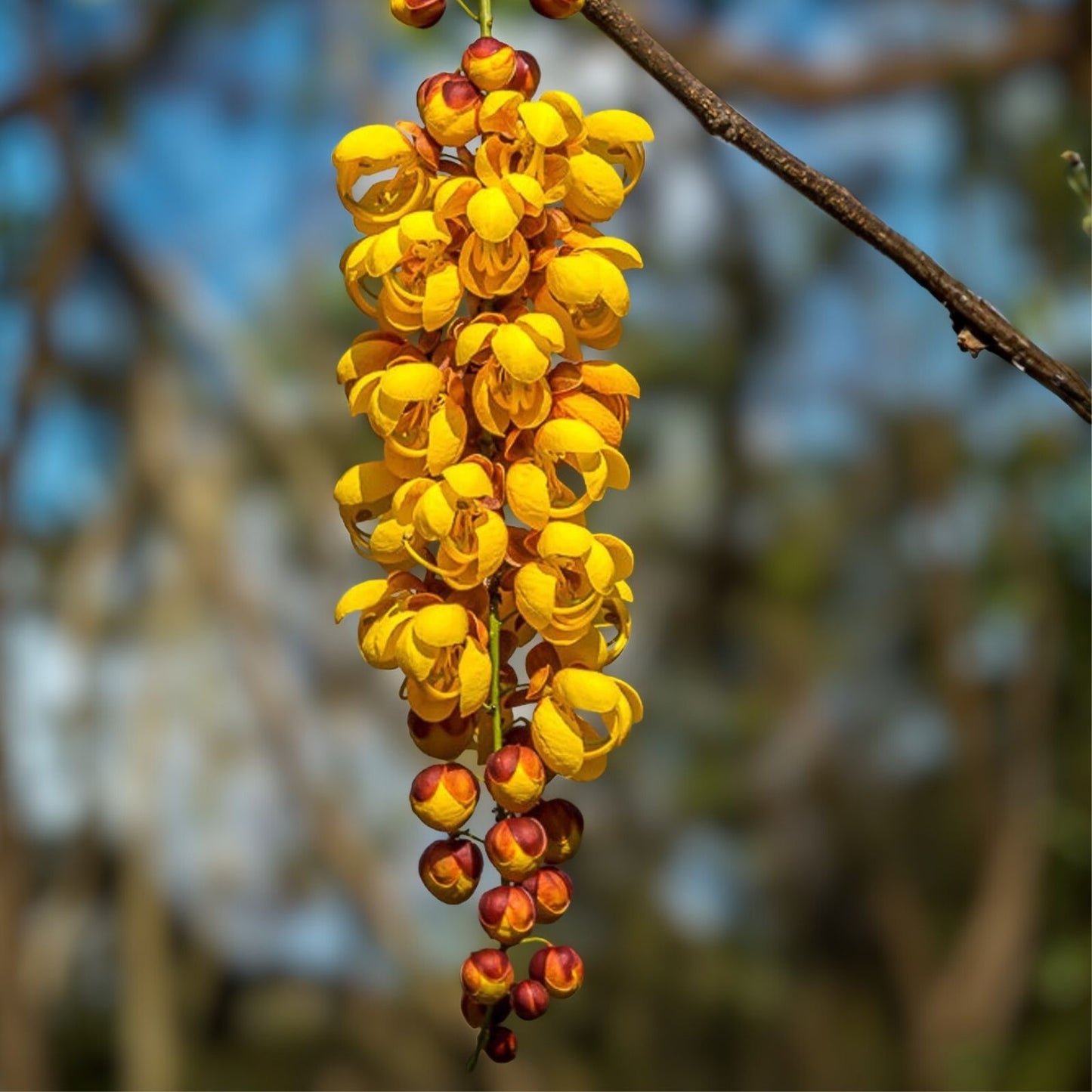 Bronze Shower Tree Seeds - 10 Seeds - Cassia moschata - Tropical Flowering Plant for Garden Landscape