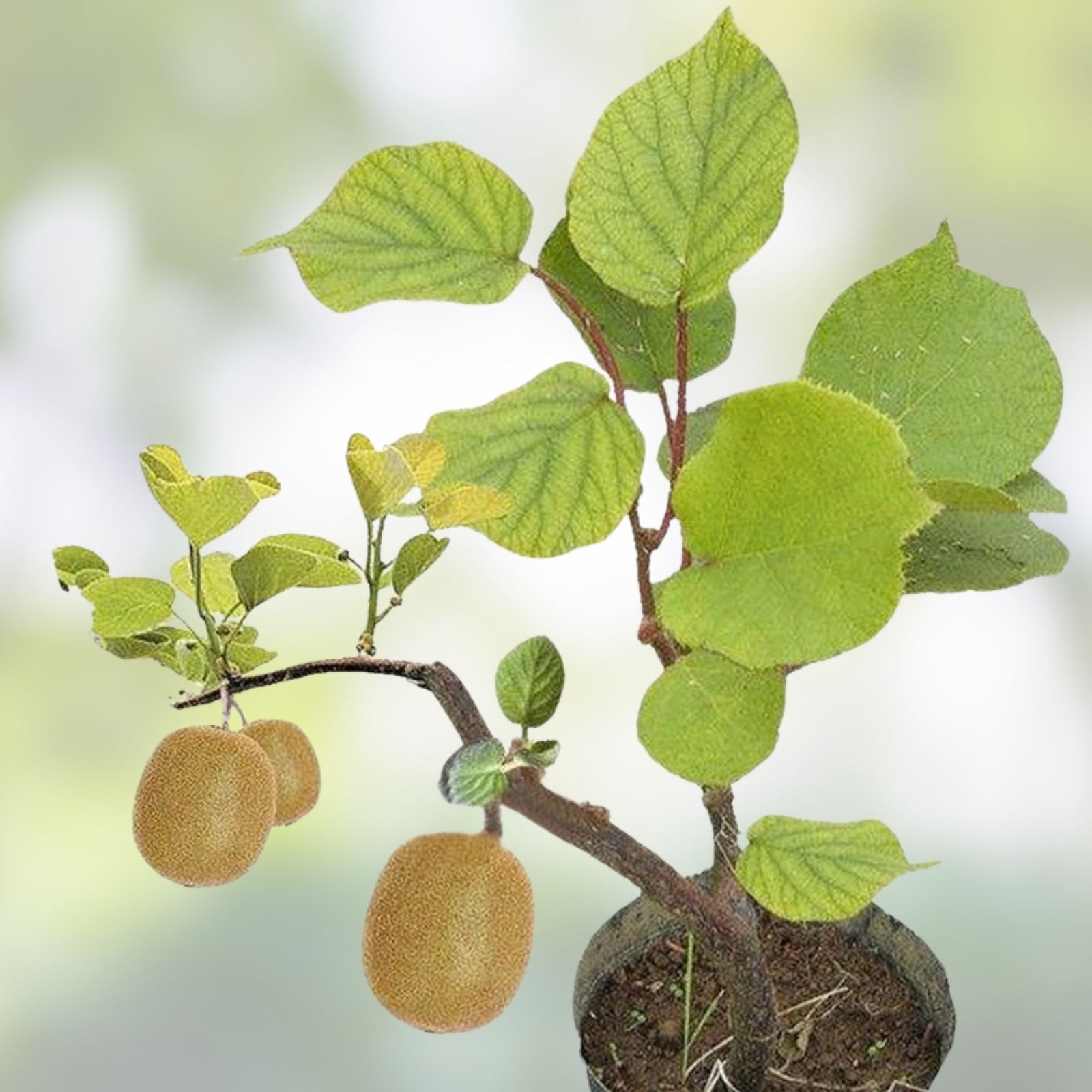 Bonsai Kiwi Tree Seeds 50 Pack | Actinidia chinensis | Kiwi Planting Seeds for Home Garden and Indoor Growing
