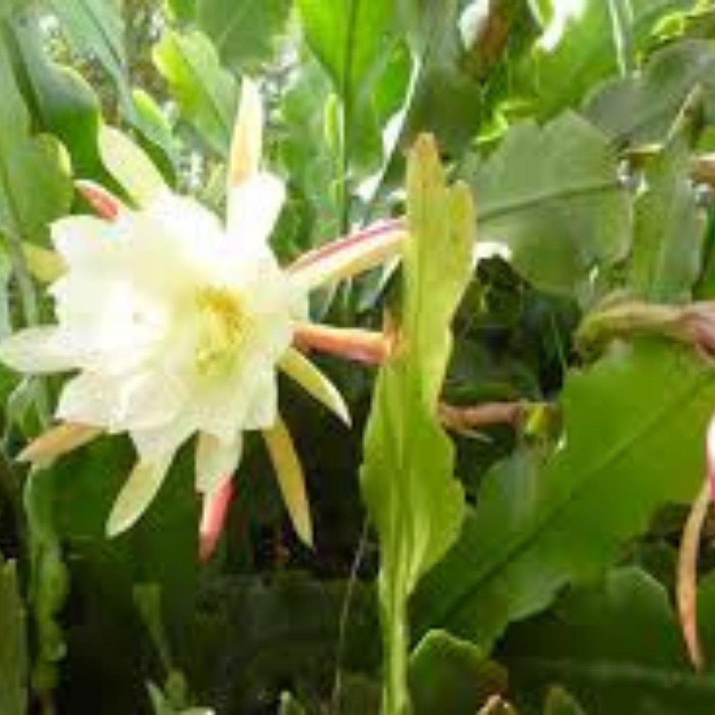 Epiphyllum 'Norwood' Unrooted Cutting - Rare Orchid Cactus - Unique Houseplant - Exotic Indoor Plant - Epiphyllum oxypetalum
