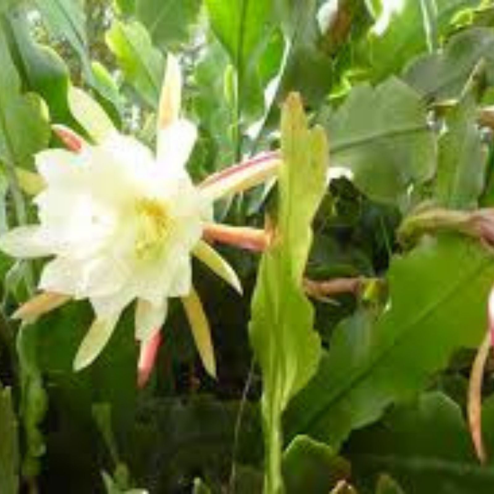 Epiphyllum 'Norwood' Unrooted Cutting - Rare Orchid Cactus - Unique Houseplant - Exotic Indoor Plant - Epiphyllum oxypetalum