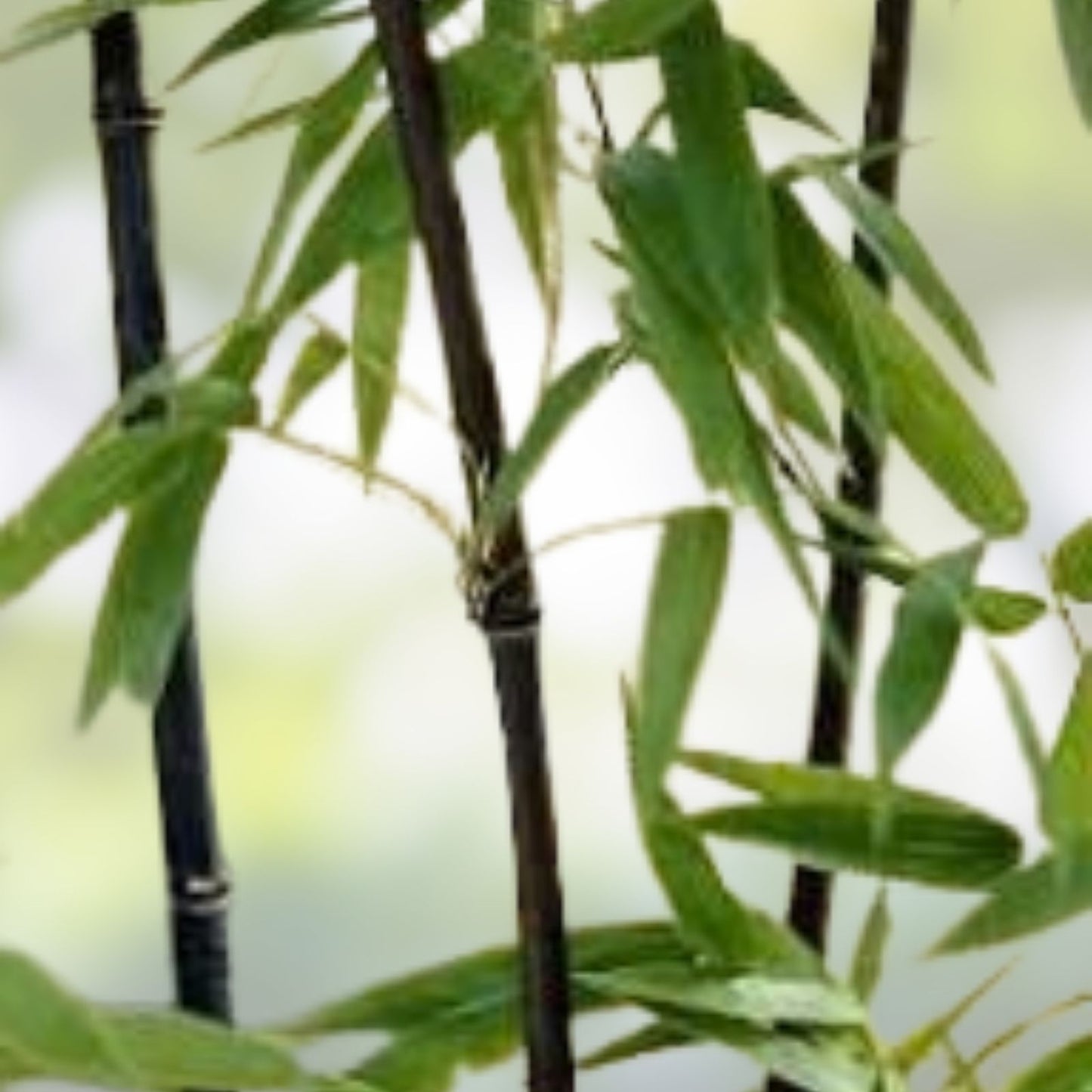 Black Bamboo Seeds 150 Pack - Rare Phyllostachys Nigra for Planting - Ornamental Bamboo Seeds