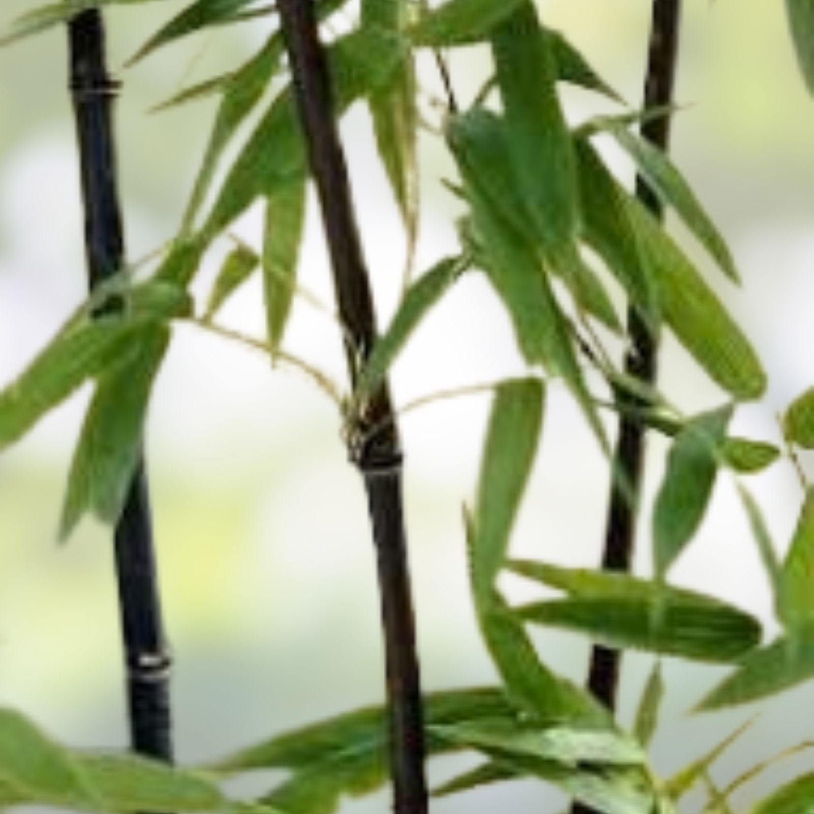 Black Bamboo Seeds 150 Pack - Rare Phyllostachys Nigra for Planting - Ornamental Bamboo Seeds