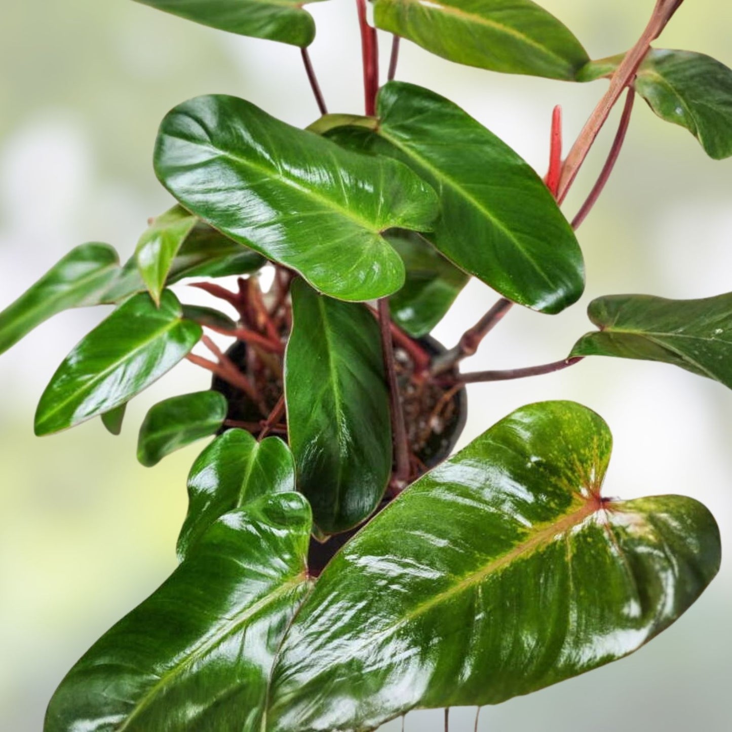 Live 7-inch Red Emerald Philodendron Cutting – Easy to Grow Tropical Rainforest Plant (Philodendron erubescens)