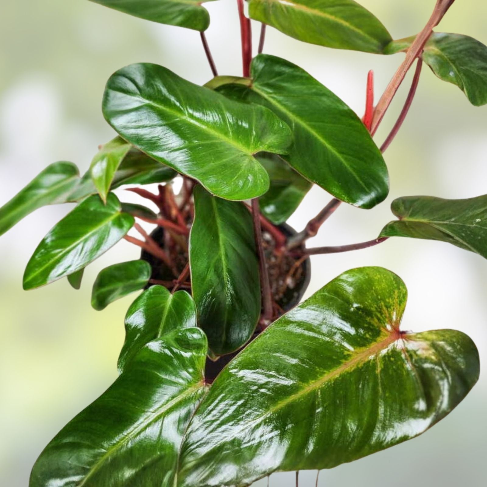 Live 7-inch Red Emerald Philodendron Cutting – Easy to Grow Tropical Rainforest Plant (Philodendron erubescens)