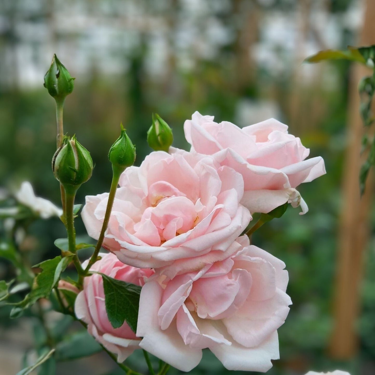 New Dawn Climbing Rose Cuttings – 6 Fresh Unrooted Rosa 'New Dawn' Garden Planting Material