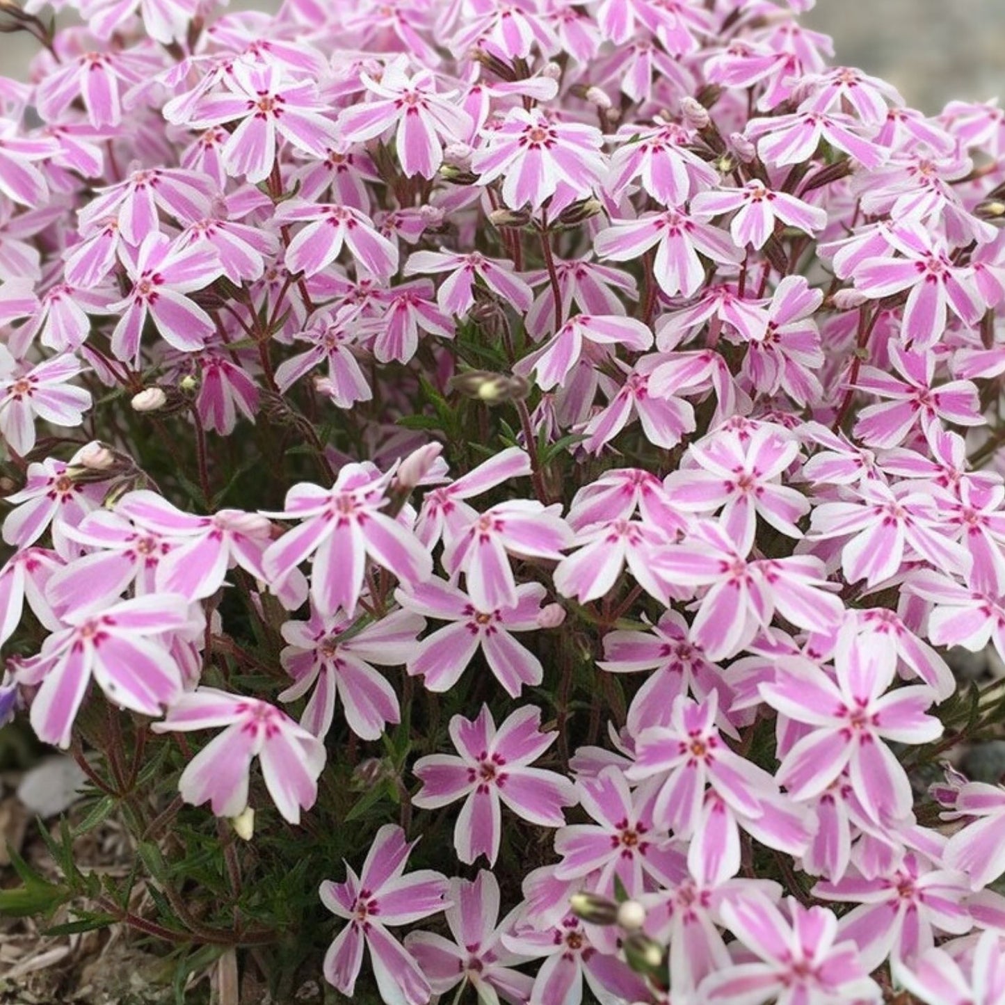 Phlox Seeds 125 Count Candy Stripes Annual Flower Seeds Phlox paniculata