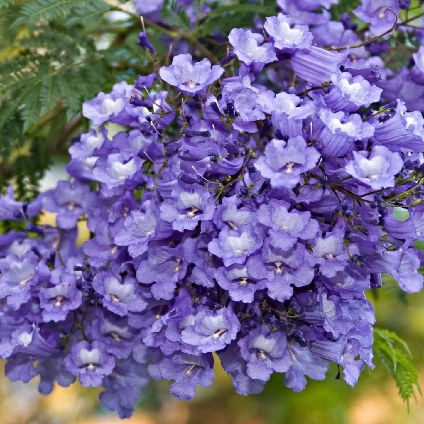 Blue Jacaranda Tree Seeds - 50 Count - Stunning Flowering Tree - Jacaranda mimosifolia - Made in USA, Ships from USA