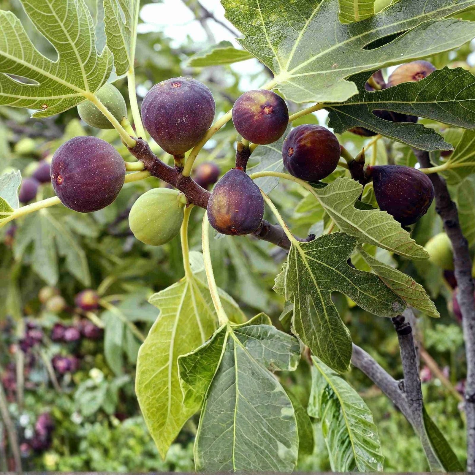 Guajome Fig Tree Cuttings - 2 Purple Figs - Tasty Figs - Easy to Root - Ficus carica - Fruit Tree Propagation