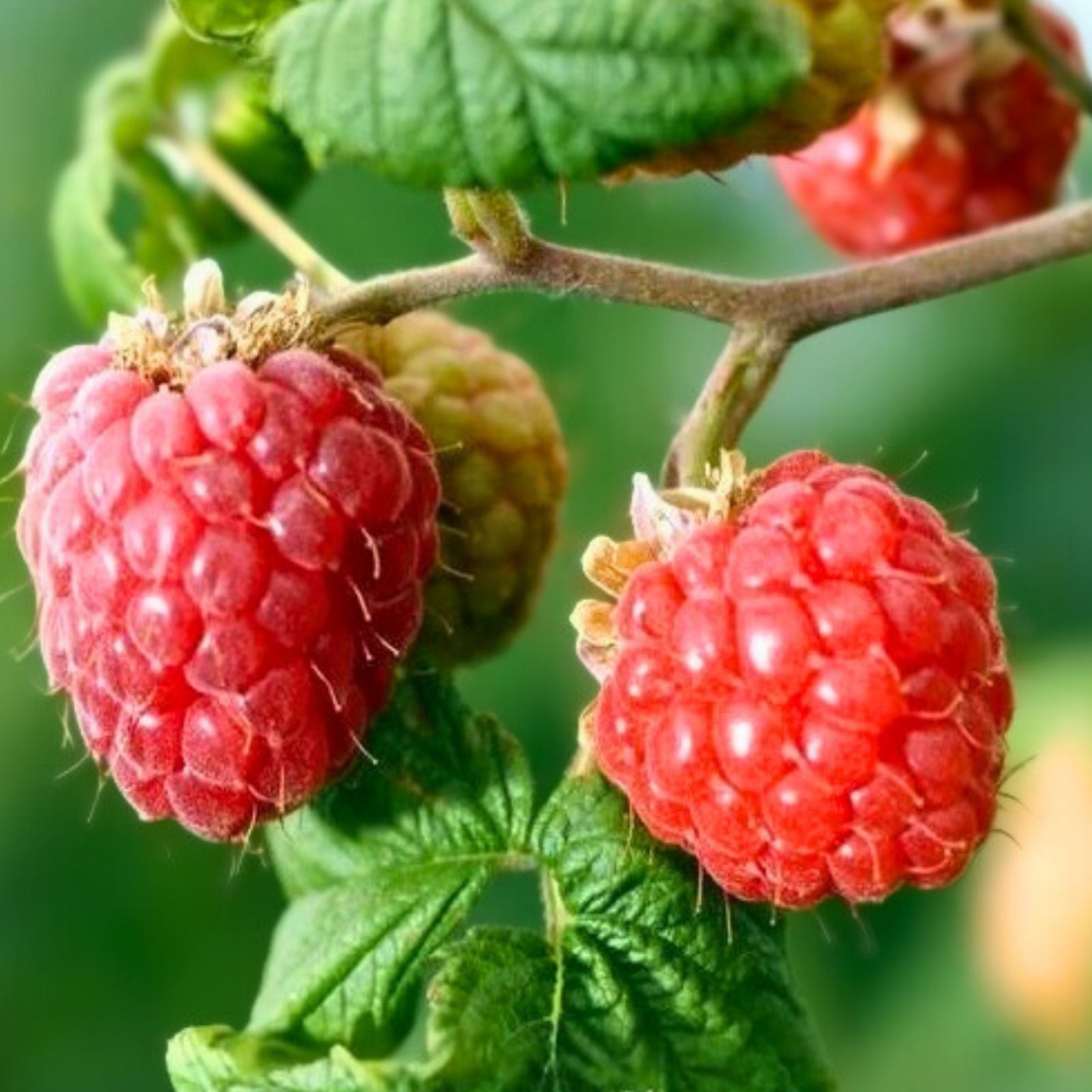 Rove Raspberry Seeds Bulk Non-GMO Fruit Seeds 125/300/750 Count Rubus idaeus