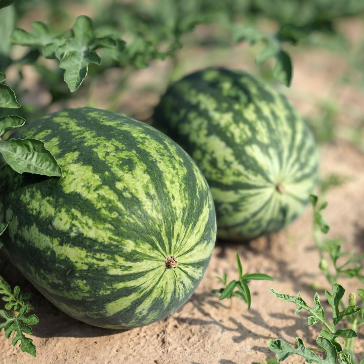 Kleckley's Sweet Watermelon Seeds Heirloom Variety 100 Seeds Citrullus lanatus Large Super Sweet Fruit