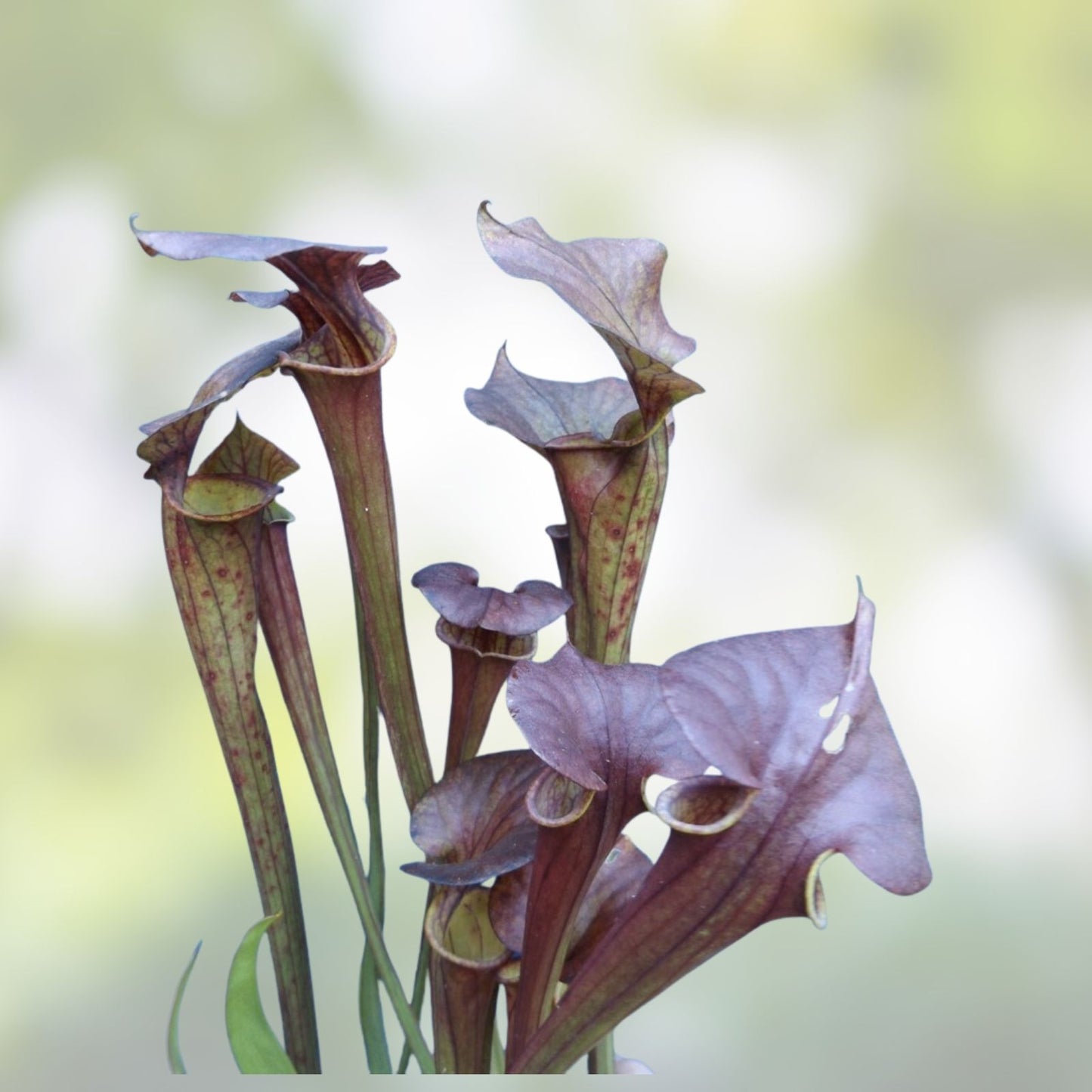 Sarracenia flava Rooted Division - Extreme Red Throat - Carnivorous Plant - Florida Native
