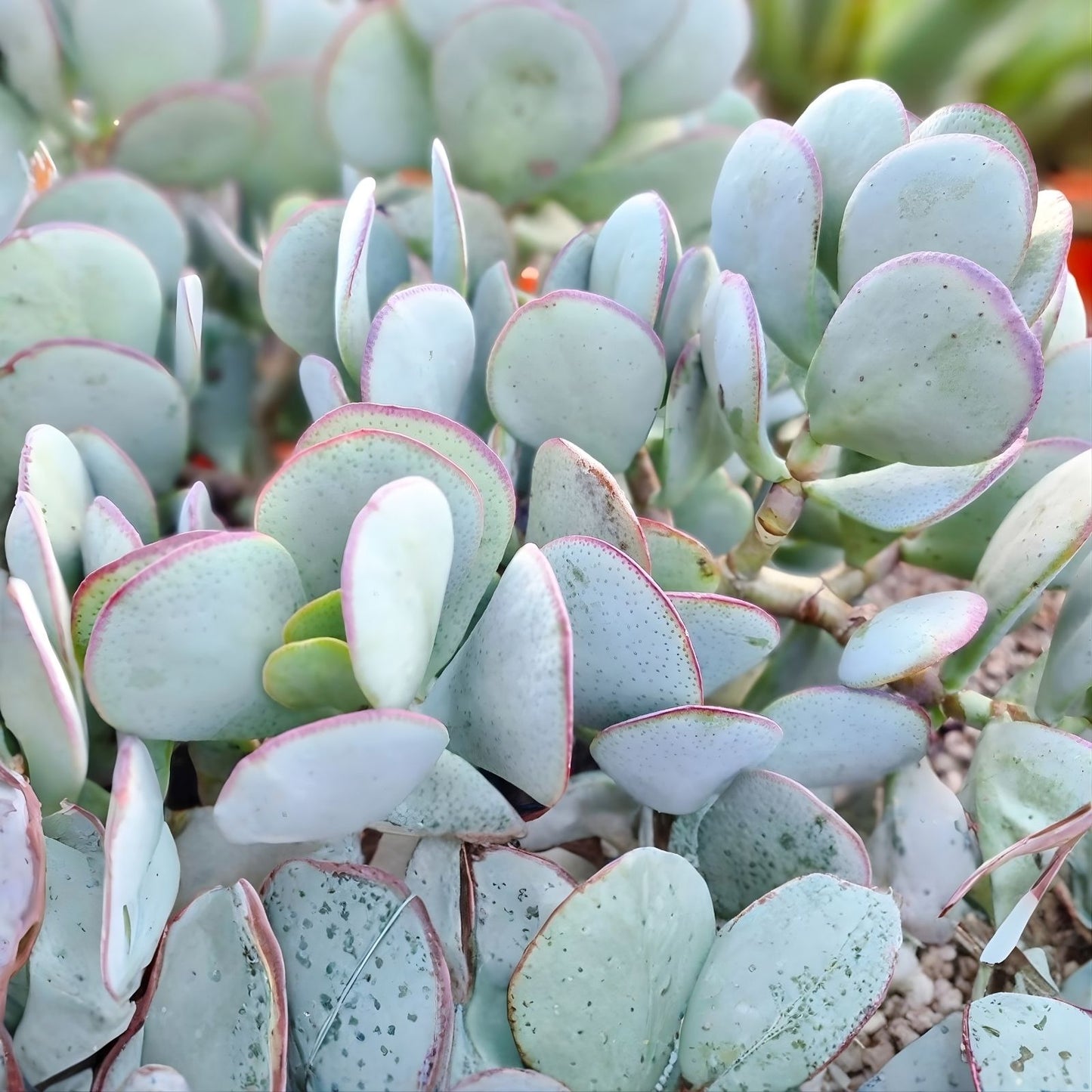Succulent Cuttings 3-Pack Silver Dollar Jade Crassula arborescens Blue-Grey Foliage Red Edges Unrooted Plants