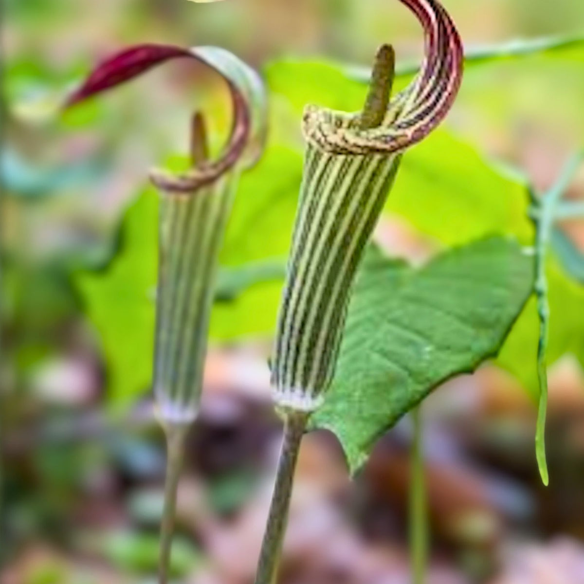 Jack-In-The-Pulpit Bulbs - 3 Bareroot Rhizomes - Arisaema triphyllum - Native Wildflower - Medicinal Plant - Sustainable Garden