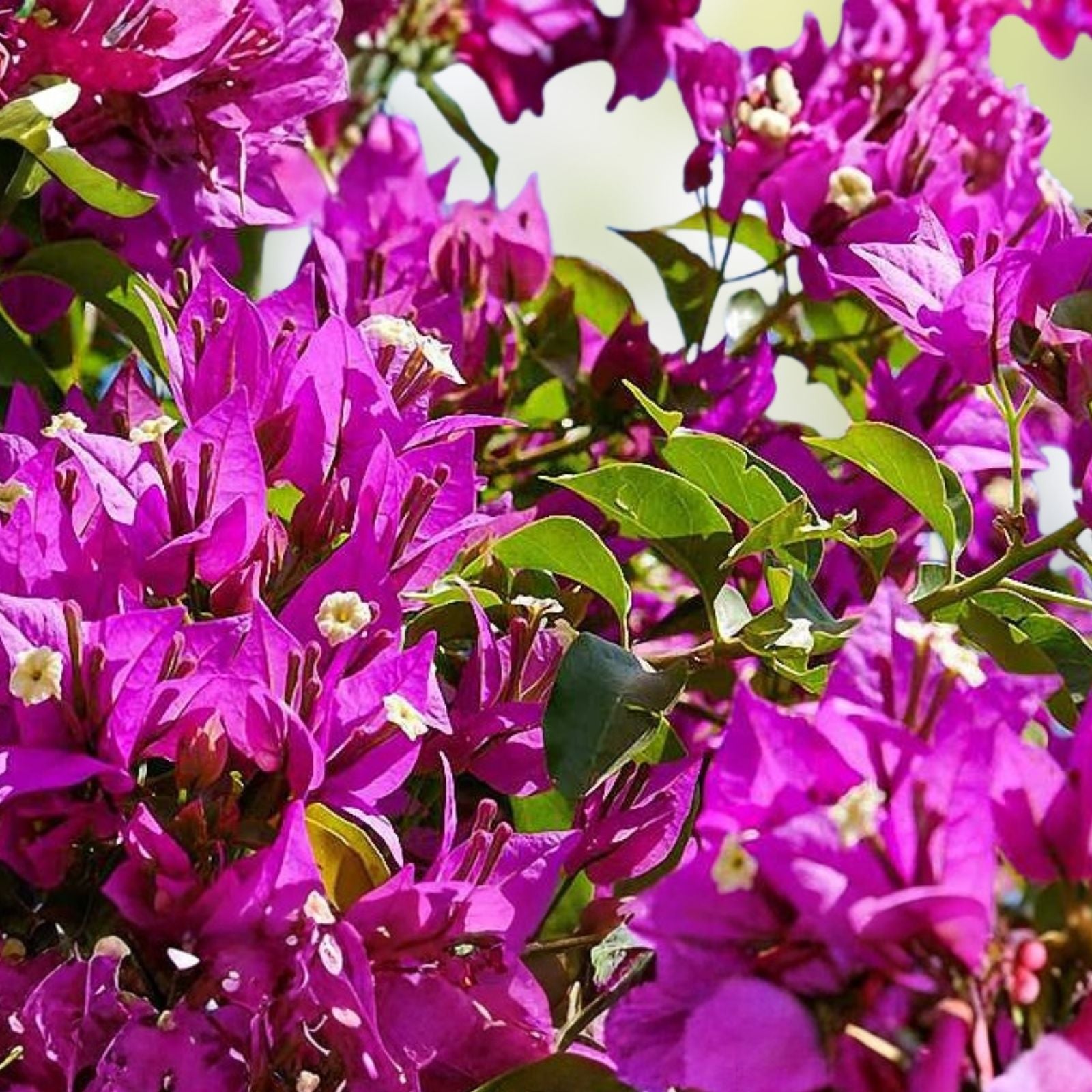 Purple Bougainvillea Plant - 20" Live Shrub Vine - Ornamental Garden Flower - Bougainvillea glabra