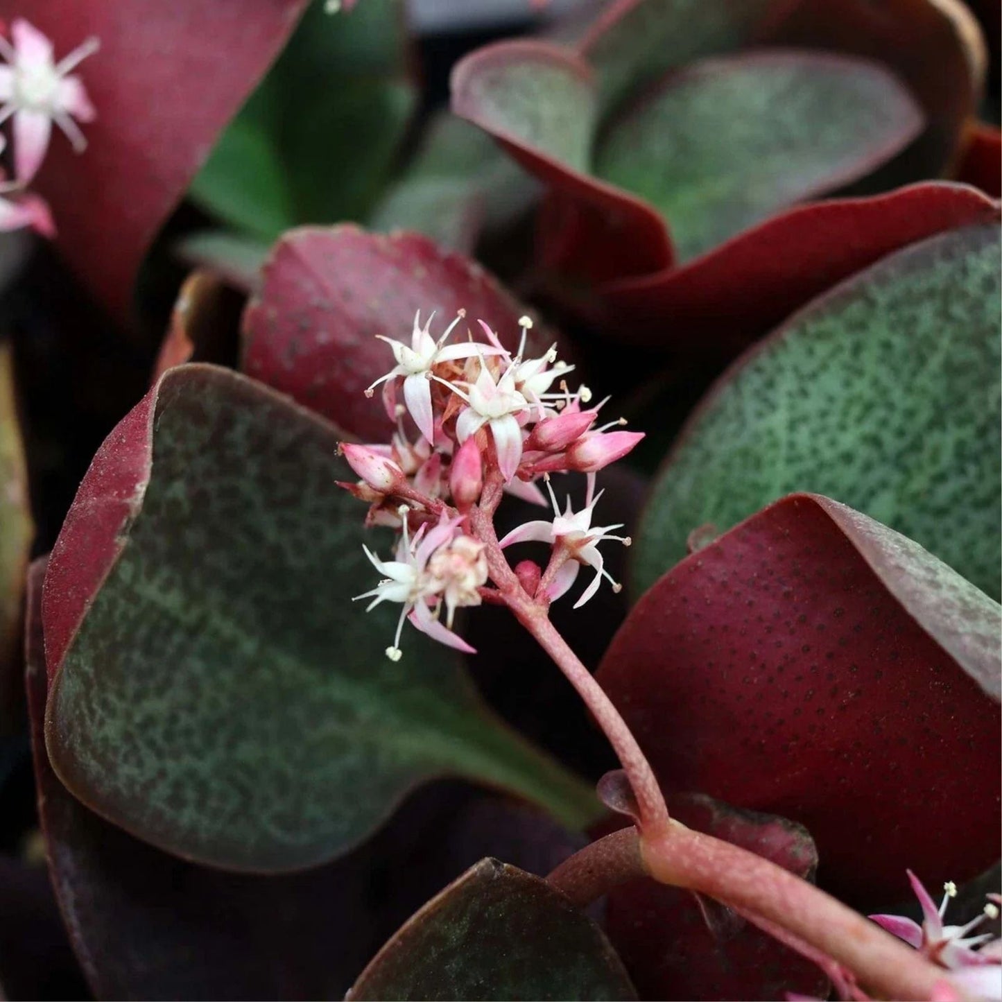 Succulent Cuttings 2" Crassula Multicava Red Fairy Jade Unrooted Live Plant - Easy Care, Indoor Garden, Drought Tolerant