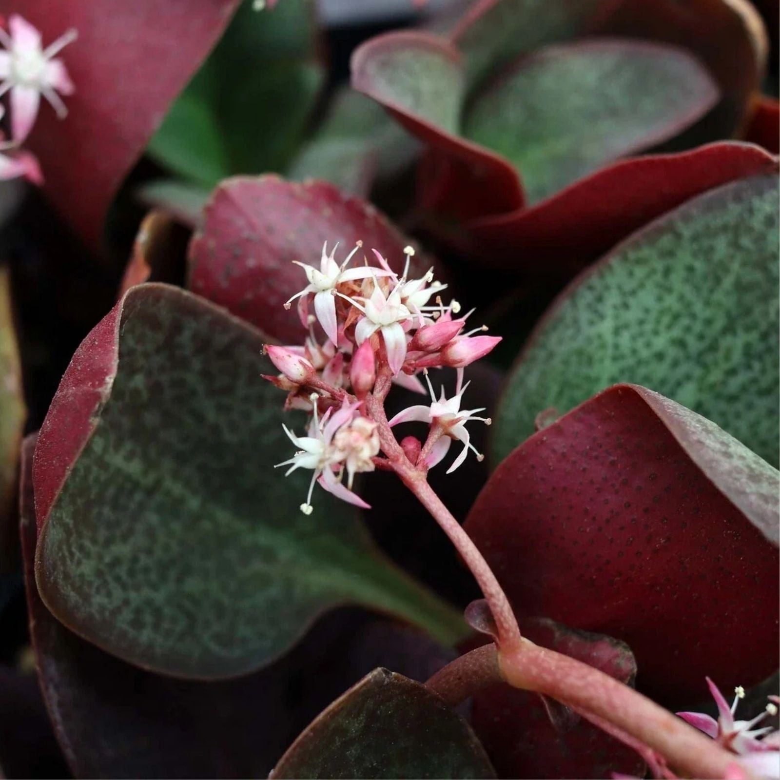 Succulent Cuttings 2" Crassula Multicava Red Fairy Jade Unrooted Live Plant - Easy Care, Indoor Garden, Drought Tolerant