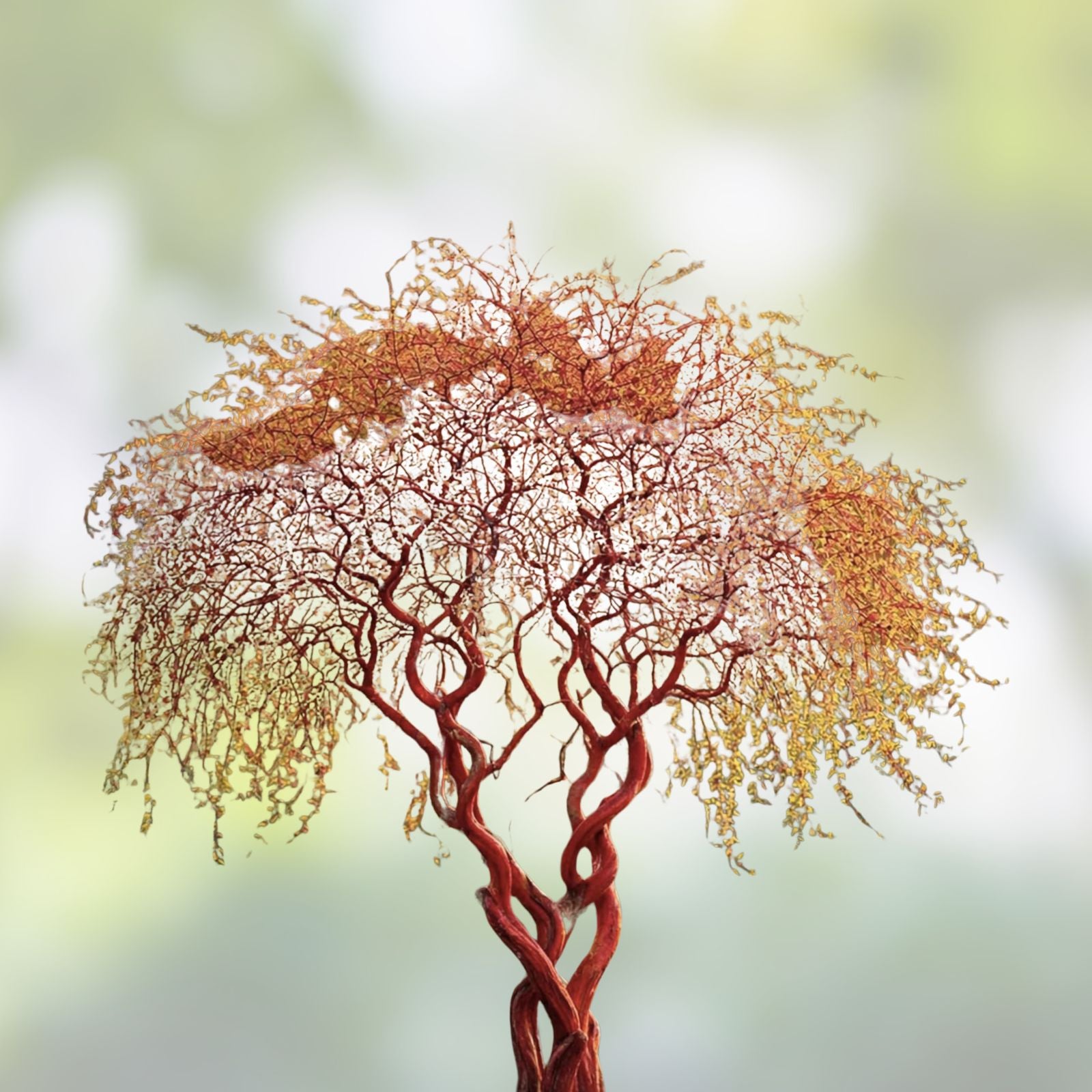 Red Flame Willow Tree Salix integra 'Hakuro nishiki' Live Plant Ornamental Tree with Red Foliage