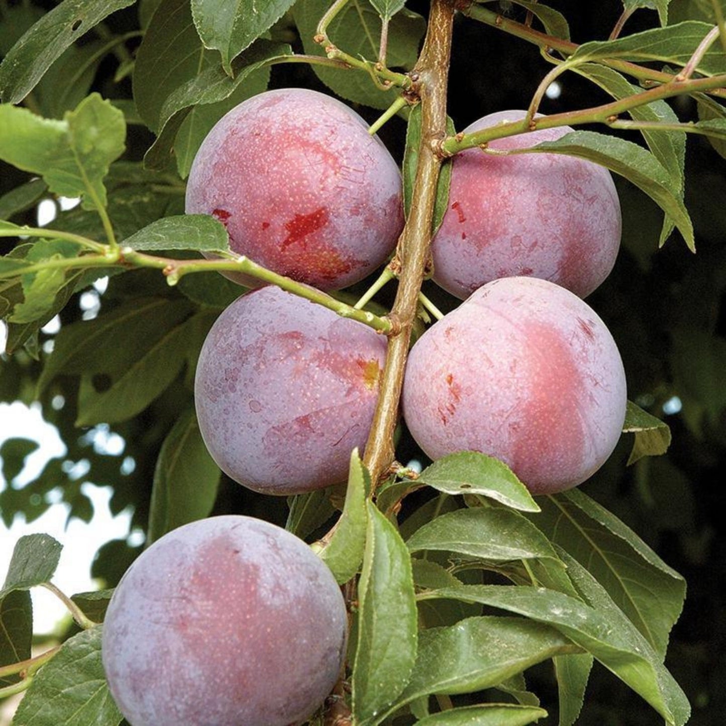 Plum Tree Rootstock Cutting, Semi-Dwarf, No Root, Grafting, Prunus domestica, Fruit Tree Propagation, Garden Tree Supply