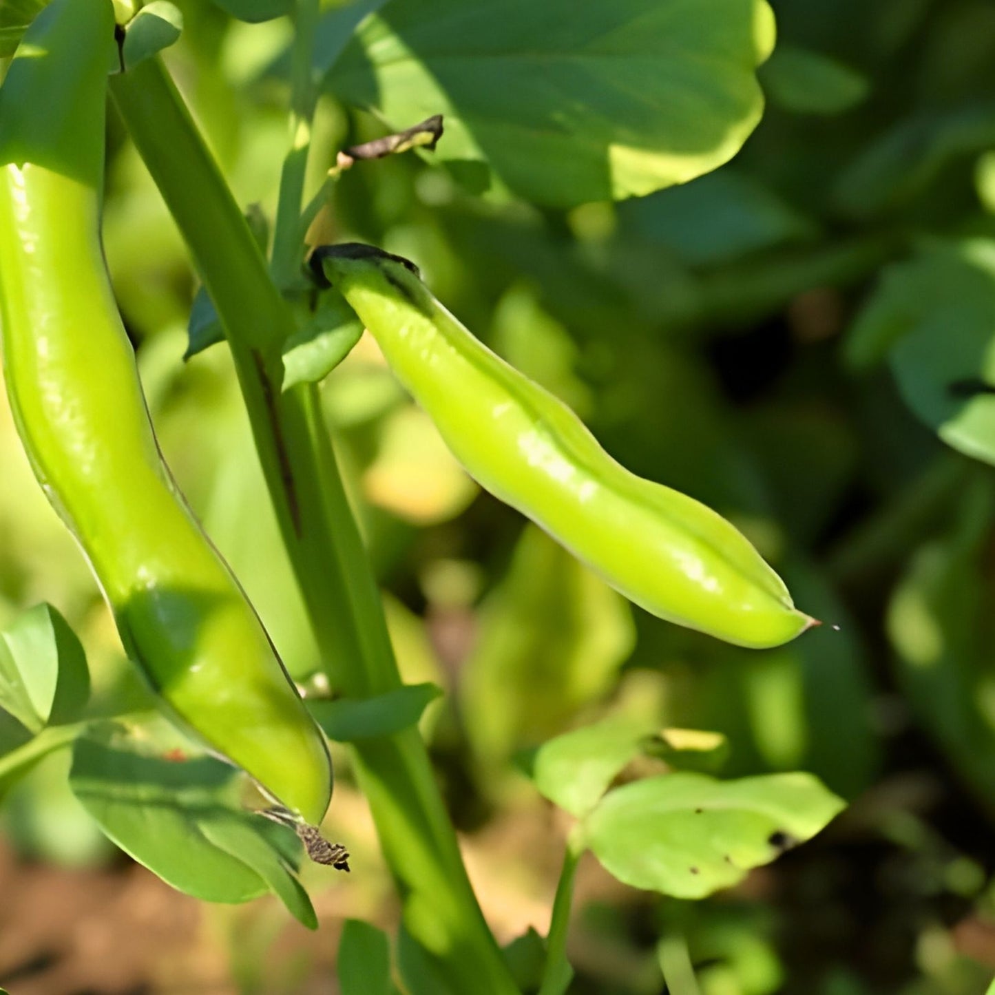Heirloom Bean Seeds Commodore Bush Green Beans Non-GMO Organic Gardening 50+ Seeds