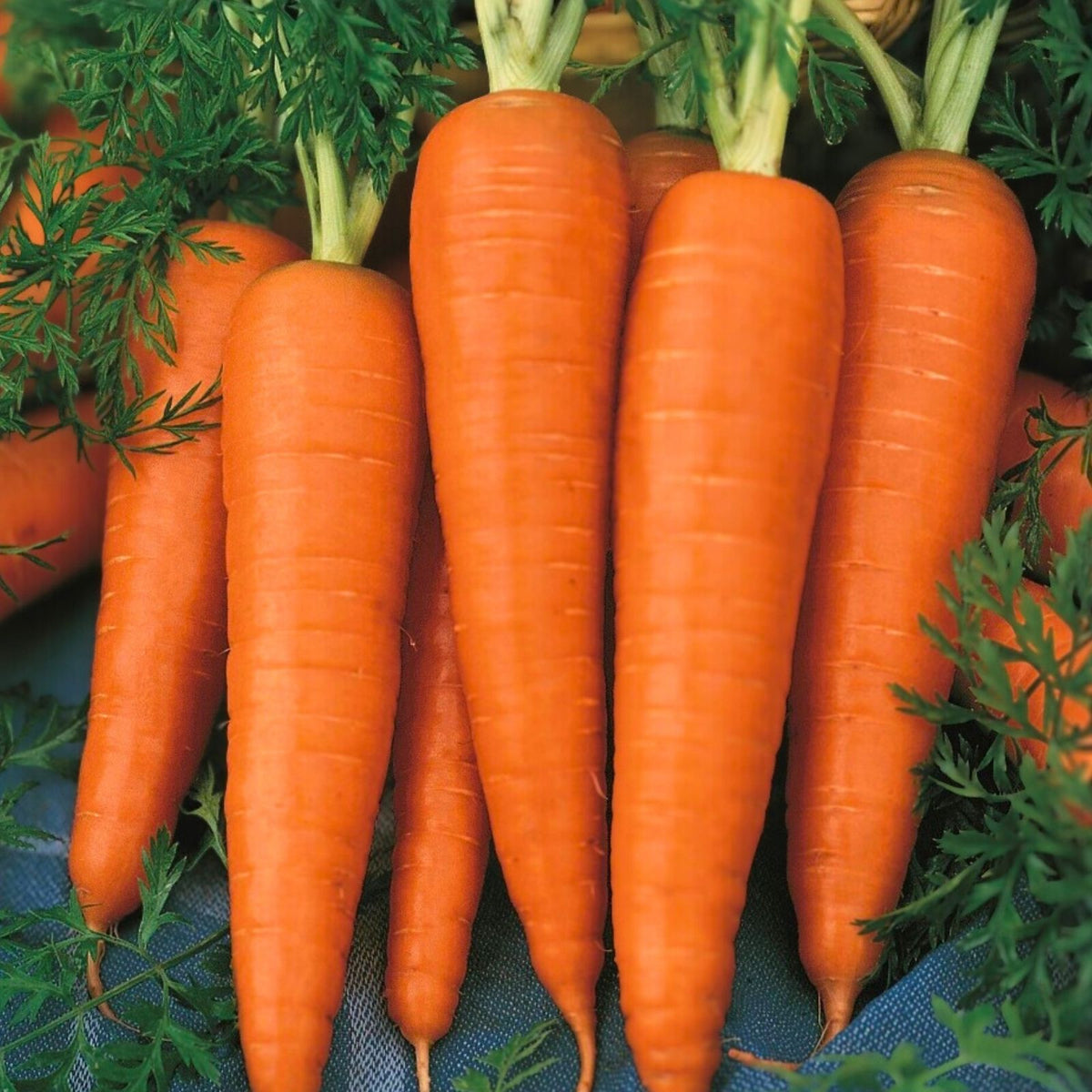 Heirloom Carrot Seeds - 20+ Non-GMO Danvers Half Long - Daucus carota Vegetable Seeds for Gardening