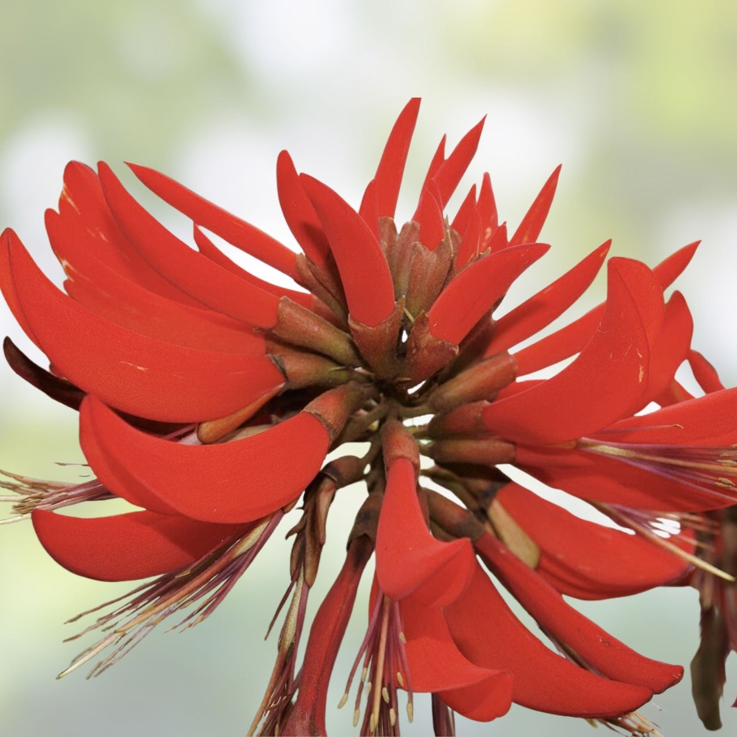 Kaffir Coral Tree Seeds 20 Pack - Erythrina variegata Tropical Flowering Tree Seeds for Planting