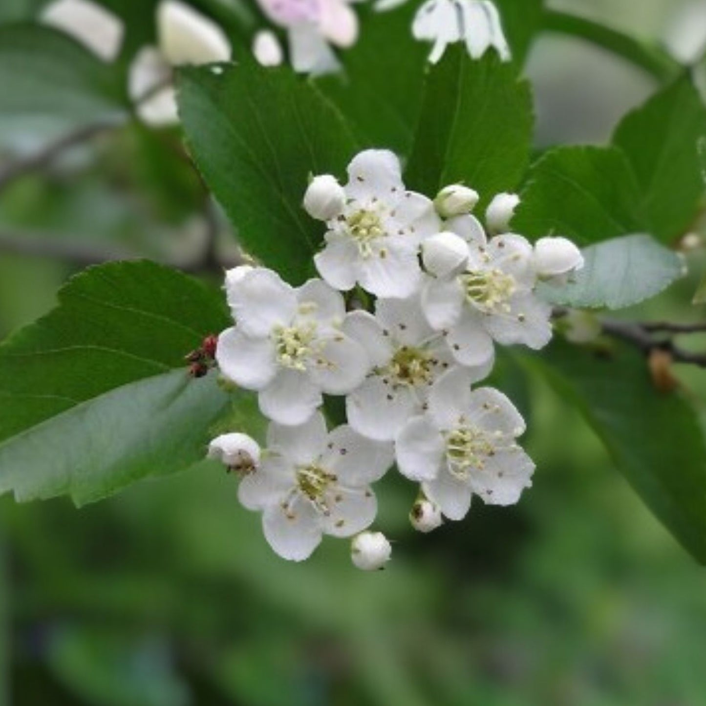 Multiflora Rose Bush Starter Plant Bare Root 6-12 Inches Hardy Flowering Shrub Rosa Multiflora Garden Plant