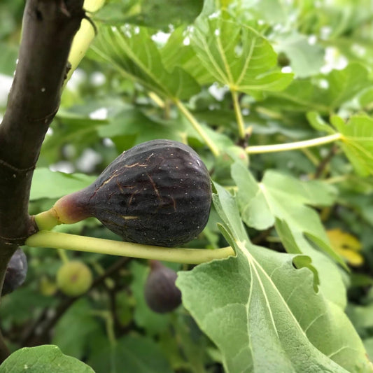 Fig Tree Cuttings 6 Pcs Col de Dame Noire Rain Resistant Variety Ficus carica Fruit Tree