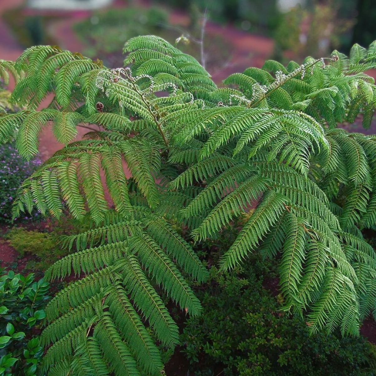 Cooper's Tree Fern Plant - Cyathea cooperi - Lush Green Fronds - Tropical Indoor/Outdoor Australian Native Fern