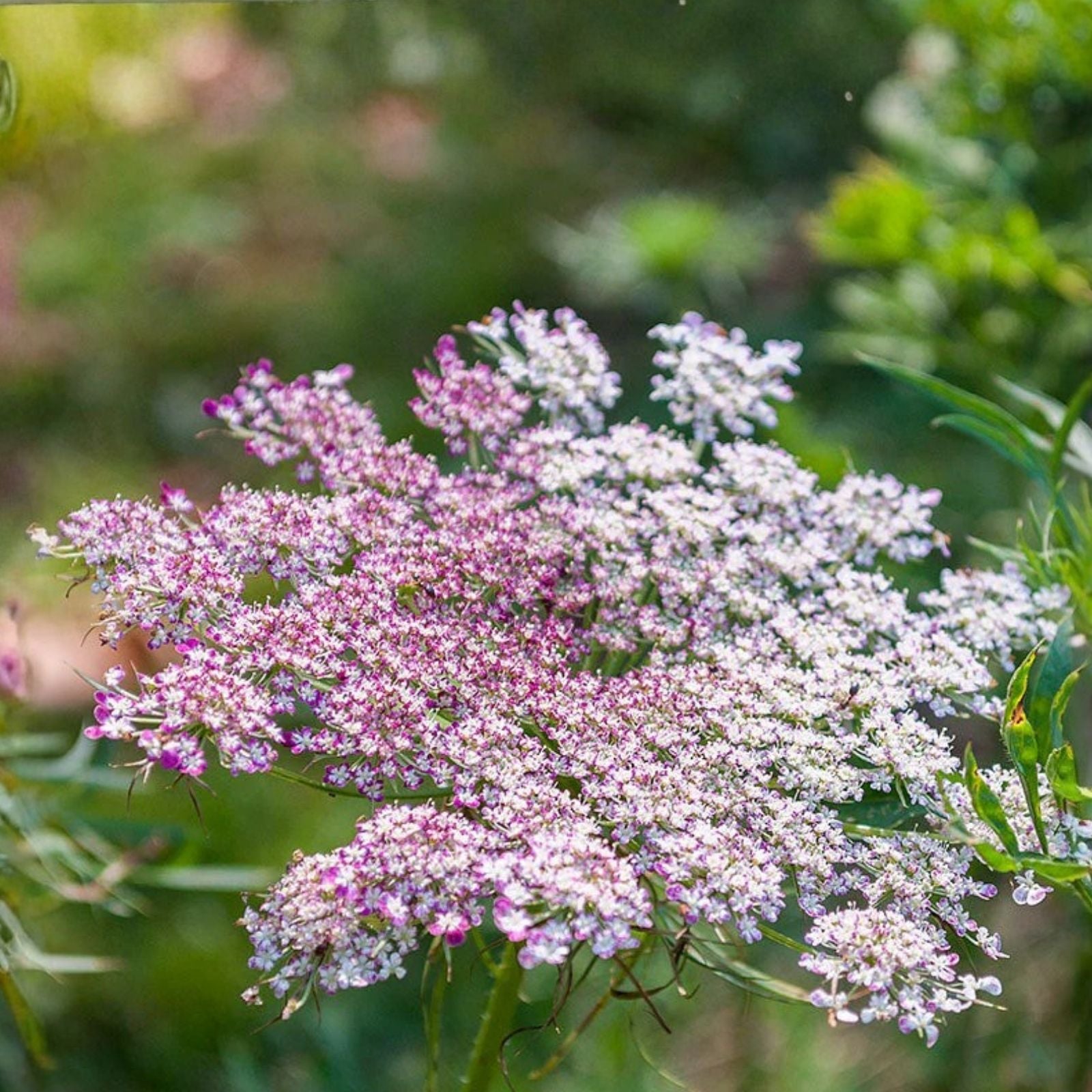 Queen Anne's Lace Seeds 250 Count - Wildflower Seeds for Planting - Daucus carota - Ornamental Flower Seeds