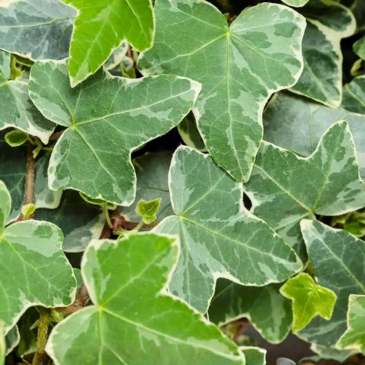Glacier English Ivy Plant - Variegated Green & Cream Trailing Houseplant - Hedera helix 'Glacier' - Indoor & Outdoor Decor