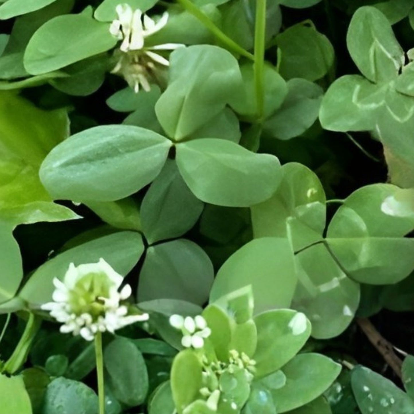 Rare 4 Leaf Clover Plant - Genuine Hand-Picked Lucky Gift - Trifolium repens - Fast Shipping